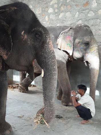 Responsible Human Behaviour Needed to Protect Animals, says World Animal Protection on World Environment Day