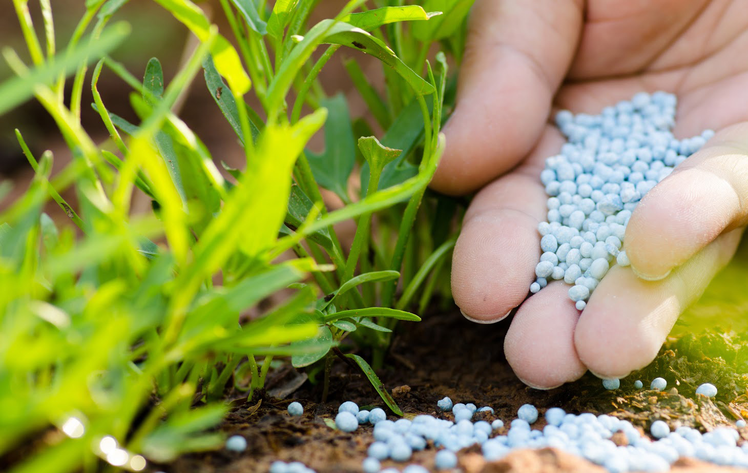 Chemical fertilizers are available in sufficient quantity in the state