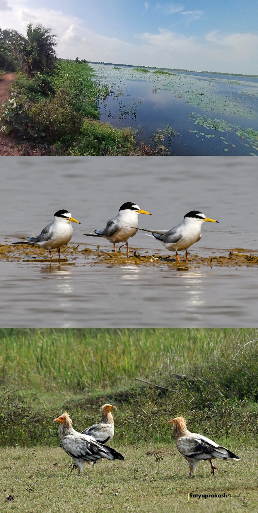 Kopra Reservoir Set to Receive the Status of Ramsar Site