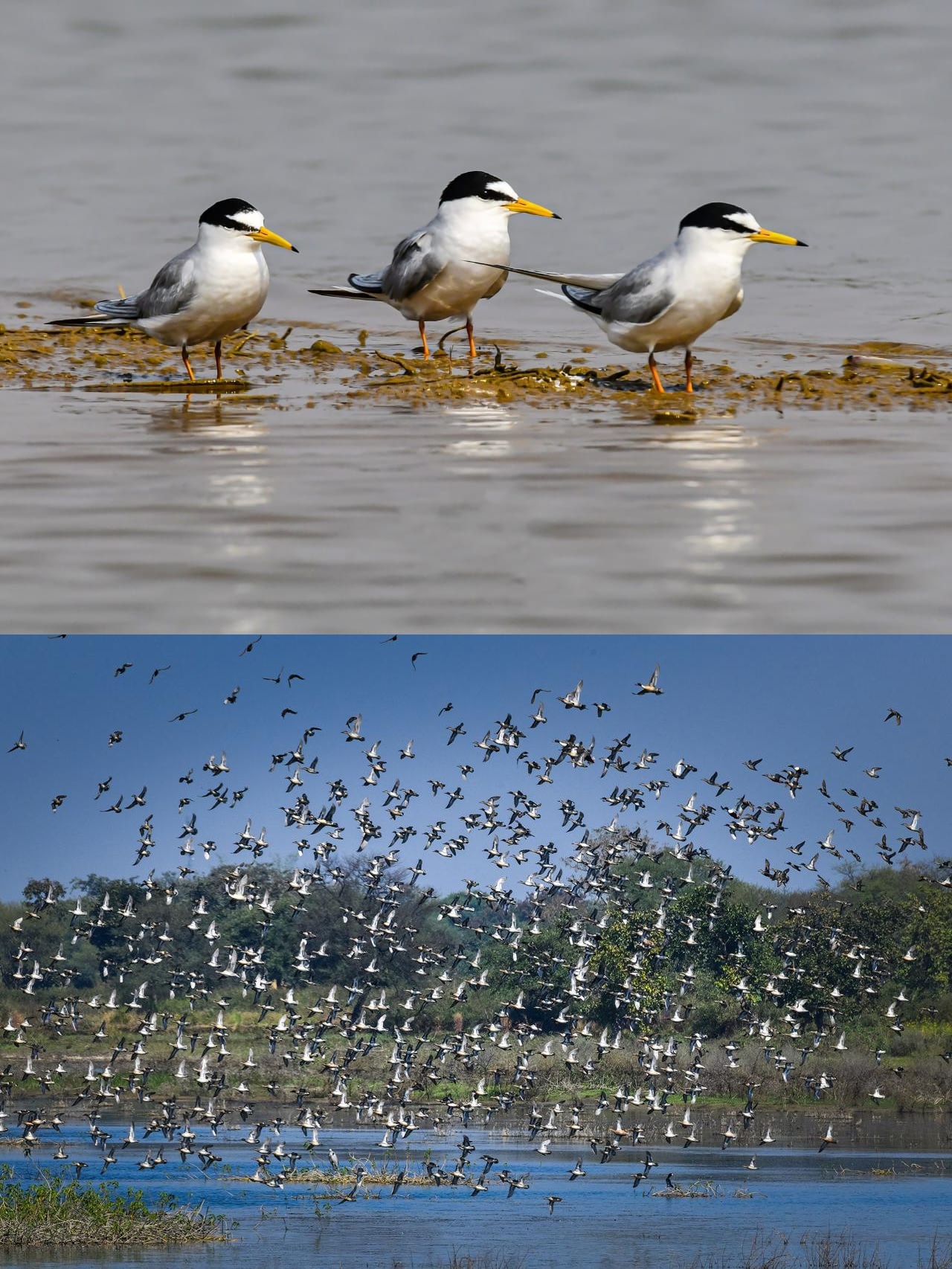 Declaration of Kopra Reservoir as the state’s first Ramsar site is a proud moment for Chhattisgarh: Chief Minister Vishnu Deo Sai