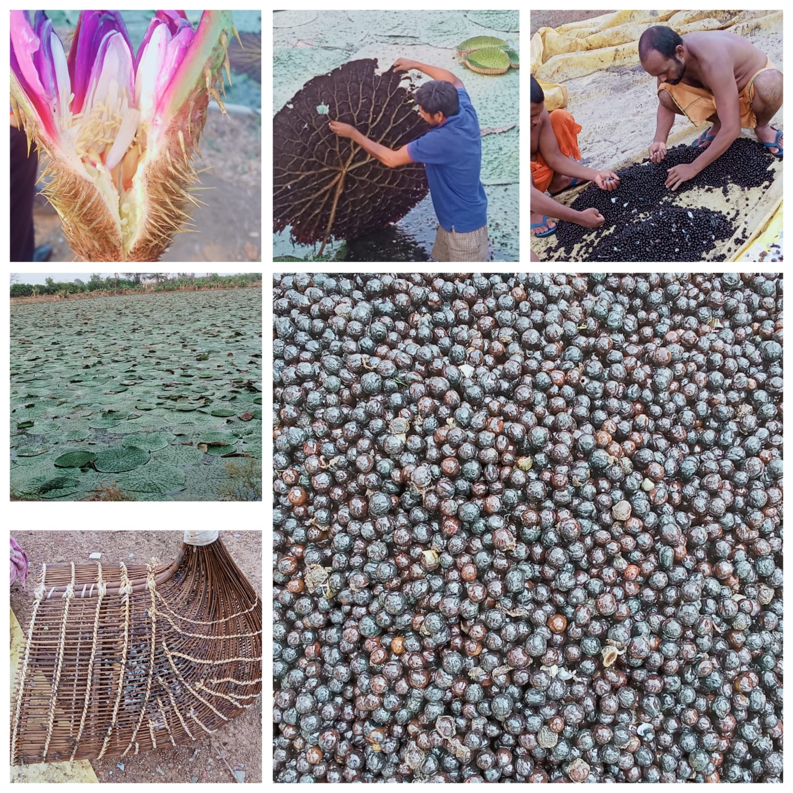 Encouraging Makhana Production in Chhattisgarh