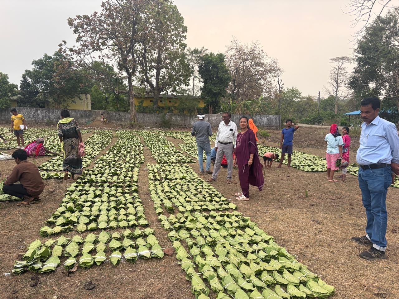 A Major Step Towards Boosting the Income of ‘Green Gold’ Collectors