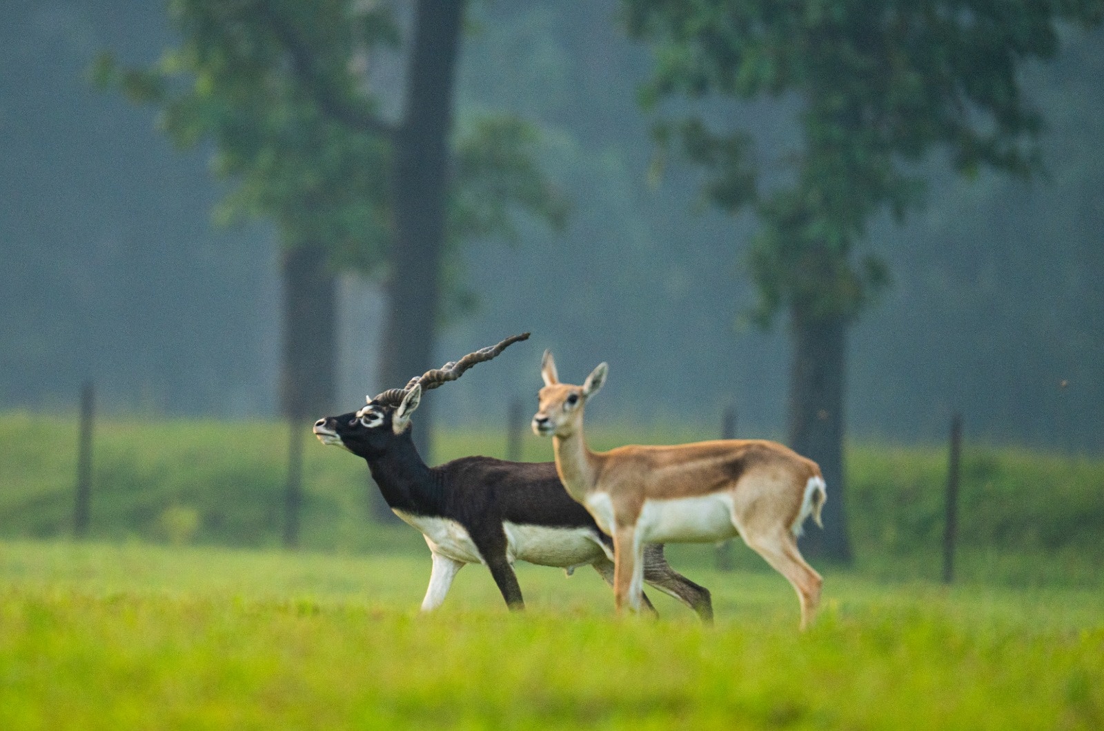 ‘The Chhattisgarh Model of Ecological Restoration – The Return of Blackbucks to Barnawapara