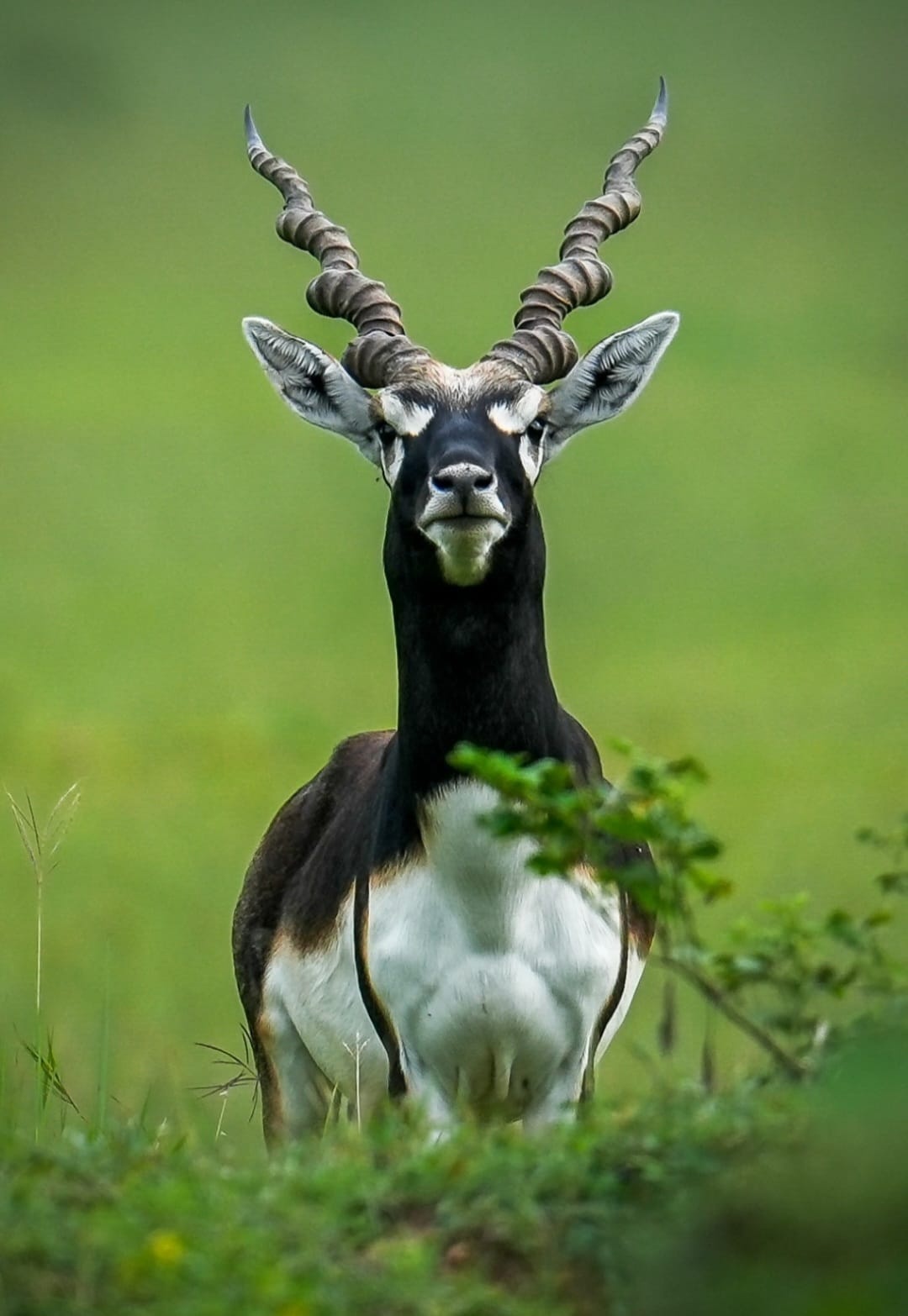 ‘The Chhattisgarh Model of Ecological Restoration – The Return of Blackbucks to Barnawapara