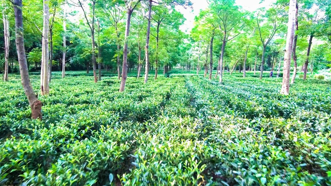 Farmers in Jashpur Are Carving a Unique Niche in Agriculture
