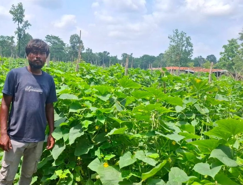 From Traditional Farming to Prosperity: How Scientific Cucumber Cultivation Transformed a Tribal Farmer’s Life-By- Dhananjay Rathore
