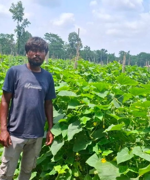 From Traditional Farming to Prosperity: How Scientific Cucumber Cultivation Transformed a Tribal Farmer’s Life-By- Dhananjay Rathore