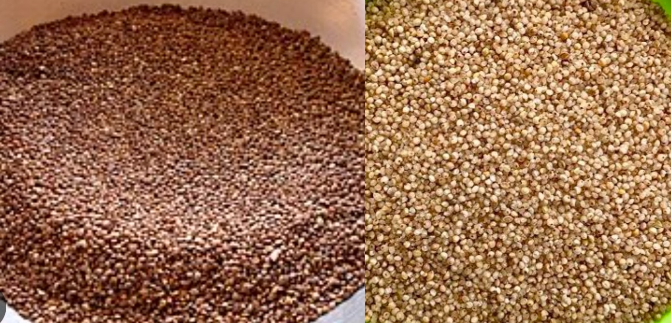 Kodo and Kutki: Chhattisgarh’s Ancient Grains Powering a Healthier and Prosperous Future-By-L.D. Manikpuri & Omprakash Dahariya( Asst P R Os, Raipur, CG)
