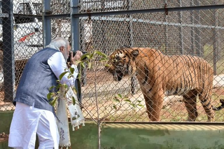 Nandanvan Jungle Safari: Where Wildlife Conservation Meets Eco-Tourism