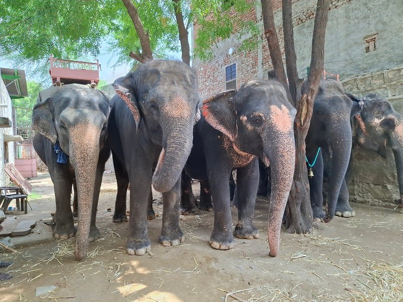 Humane Treatment for All Animals is the Call of the Hour, says World Animal Protection